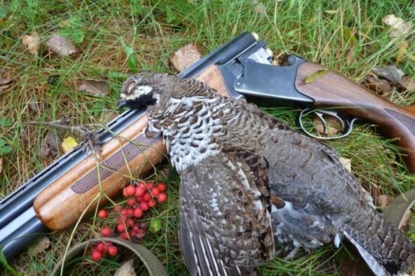 Профессиональная охота на рябчика