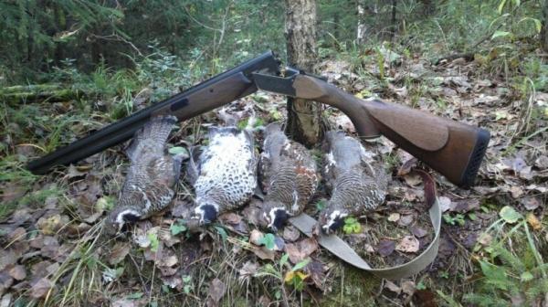 Профессиональная охота на рябчика