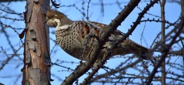 Профессиональная охота на рябчика