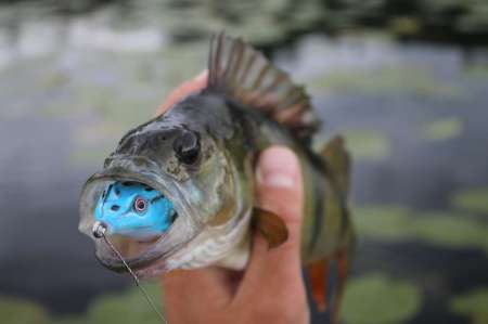 Самые уловистые монтажи для ловли щуки в траве