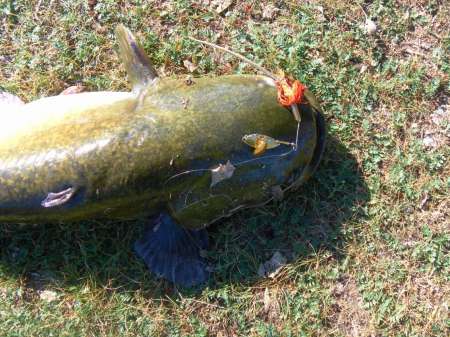 Сом 10,5 кг на спиннербейт от компании WolFish Сом 10,5 кг на спиннербейт от компании WolFish