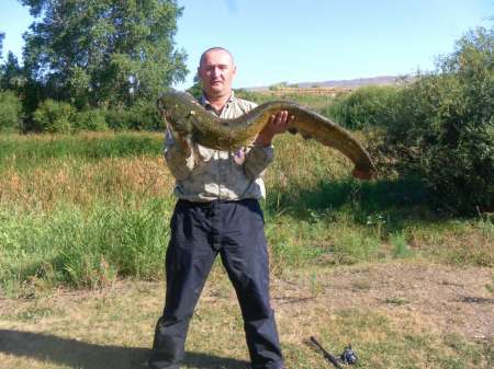 Сом 10,5 кг на спиннербейт от компании WolFish Сом 10,5 кг на спиннербейт от компании WolFish