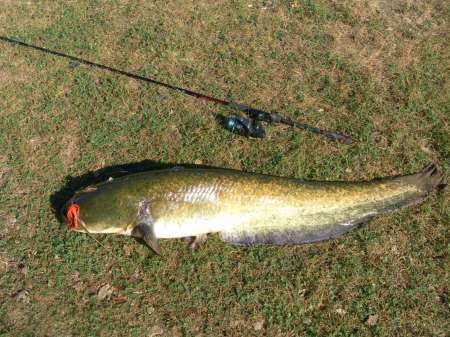Сом 10,5 кг на спиннербейт от компании WolFish Сом 10,5 кг на спиннербейт от компании WolFish