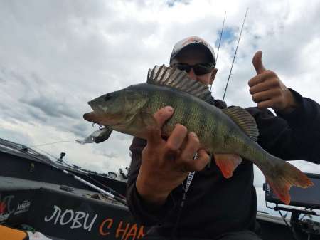 Трофейный окунь на кренки