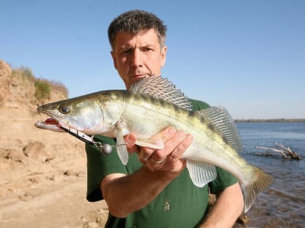 Симбиоз хищника и леща Симбиоз хищника и леща