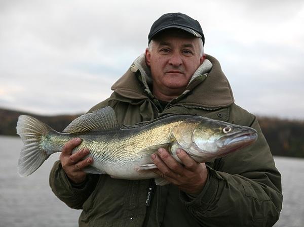 Симбиоз хищника и леща Симбиоз хищника и леща