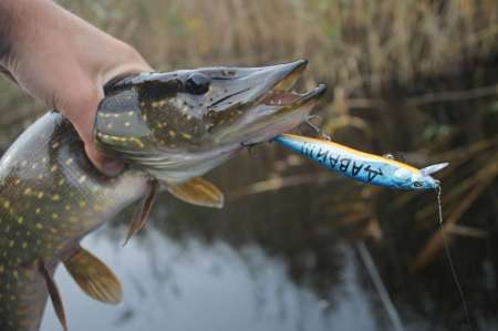 Воблеры. Осенний жор щуки. Воблеры. Осенний жор щуки.