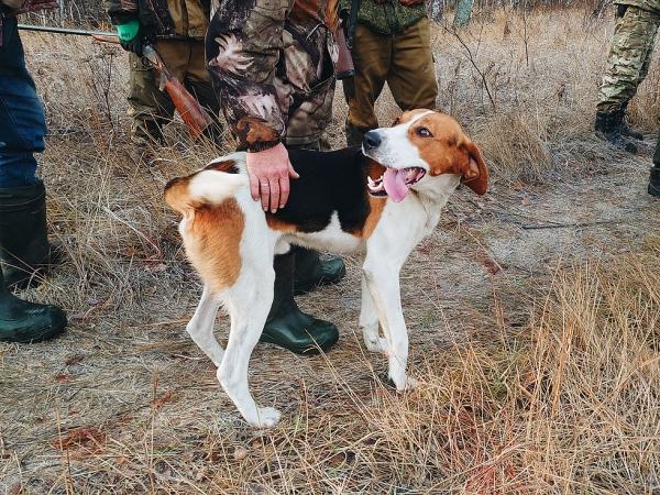 Открытие по косуле 2020