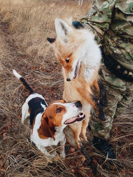 Открытие по косуле 2020