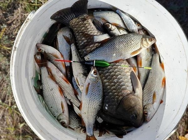 Плотва – это серьёзно Плотва – это серьёзно