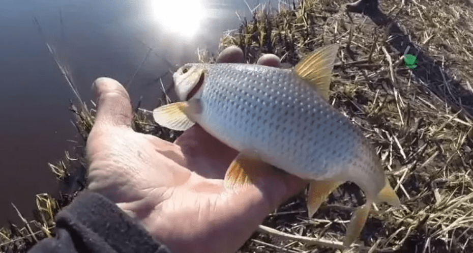 Оснастка на весеннюю плотву. Ловля чебака зимой. Весенняя плотва. Плотва весной на поплавочную удочку на реке. На что лучше ловить плотву весной.
