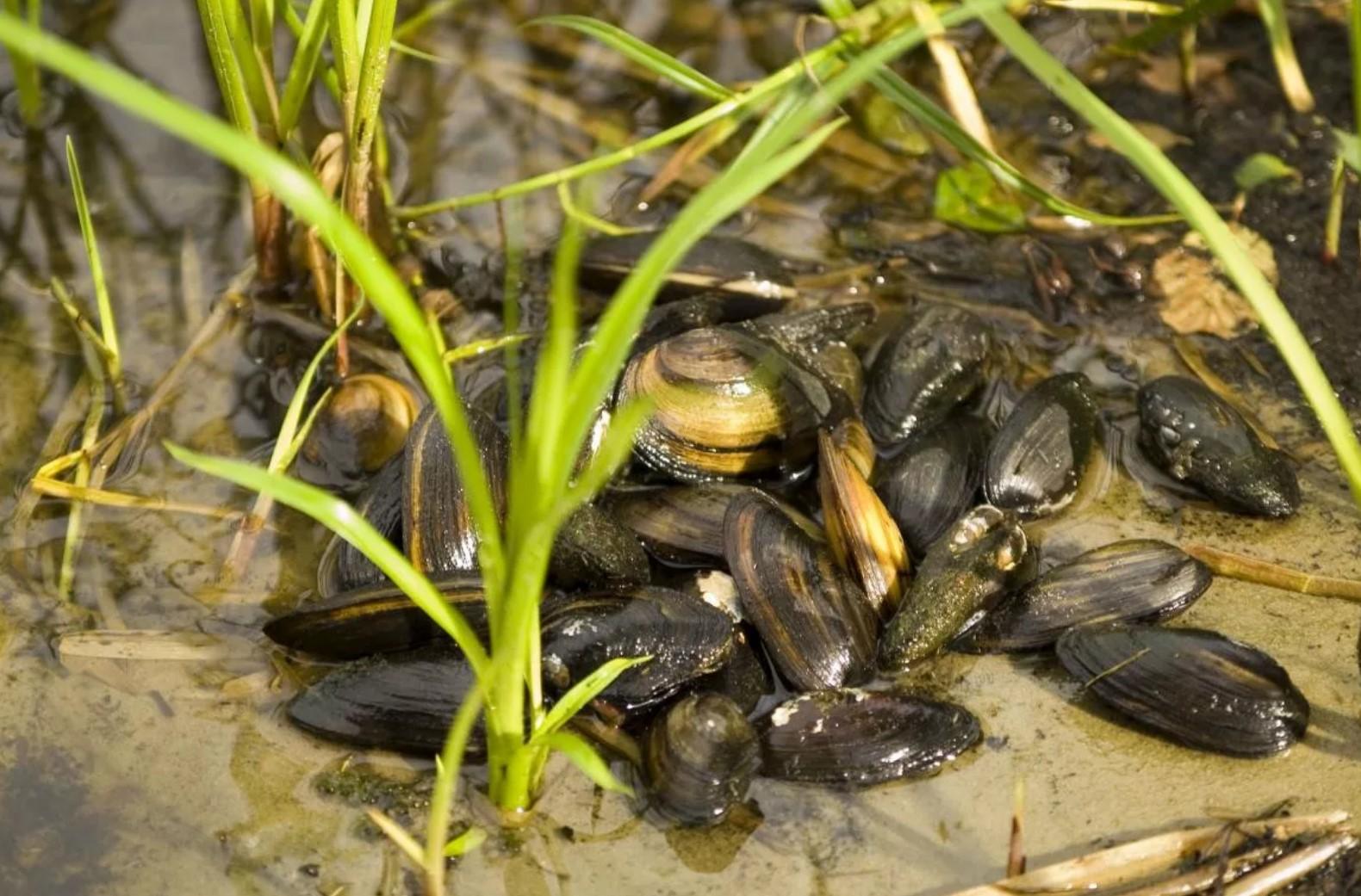 Раки живут в пресной воде. Речной моллюск перловица. Улитка перловица Прудовая. Речные мидии перловицы. Речная Ракушка перловица.