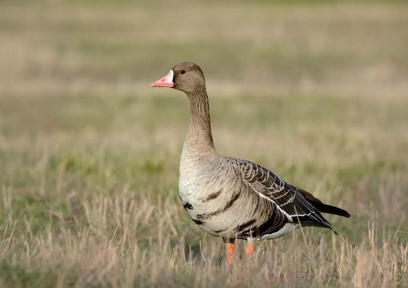 Гусь казара. Гусь казарка белолобая. Гусь казара. Гусь белощекая казарка. Канадская казарка птенец.